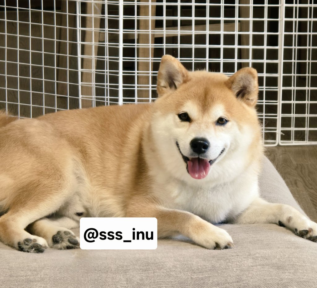 犬 on X: 