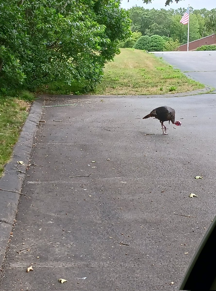 BostonBaked0420's tweet image. This turkey 🦃 is a solo traveler. He's been hanging at my work for a few weeks now. He eats the food i feed the birds.
What should I name him???
Tom?