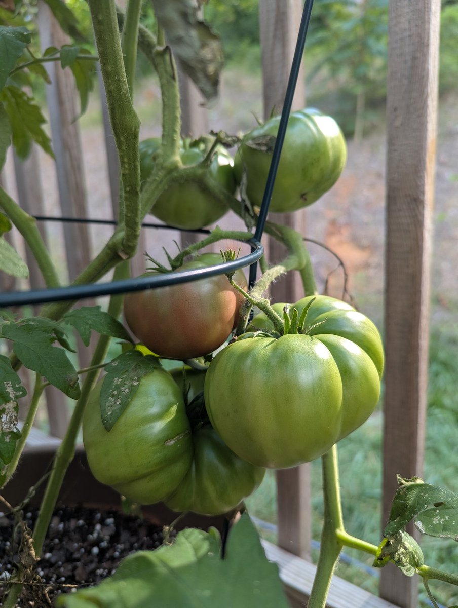 MTammy08's tweet photo. Cherokee Purple, Beef Steak, &amp; Chocolate Cherry tomatoes. All starts from the local teaching farm. My son participates in the teen program where they start with heirloom seeds &amp; cultivate starts which they sell to fundraise. They also grow &amp; sell at the local farmer's market. 😊 https://t.co/1JbnEhlSlc