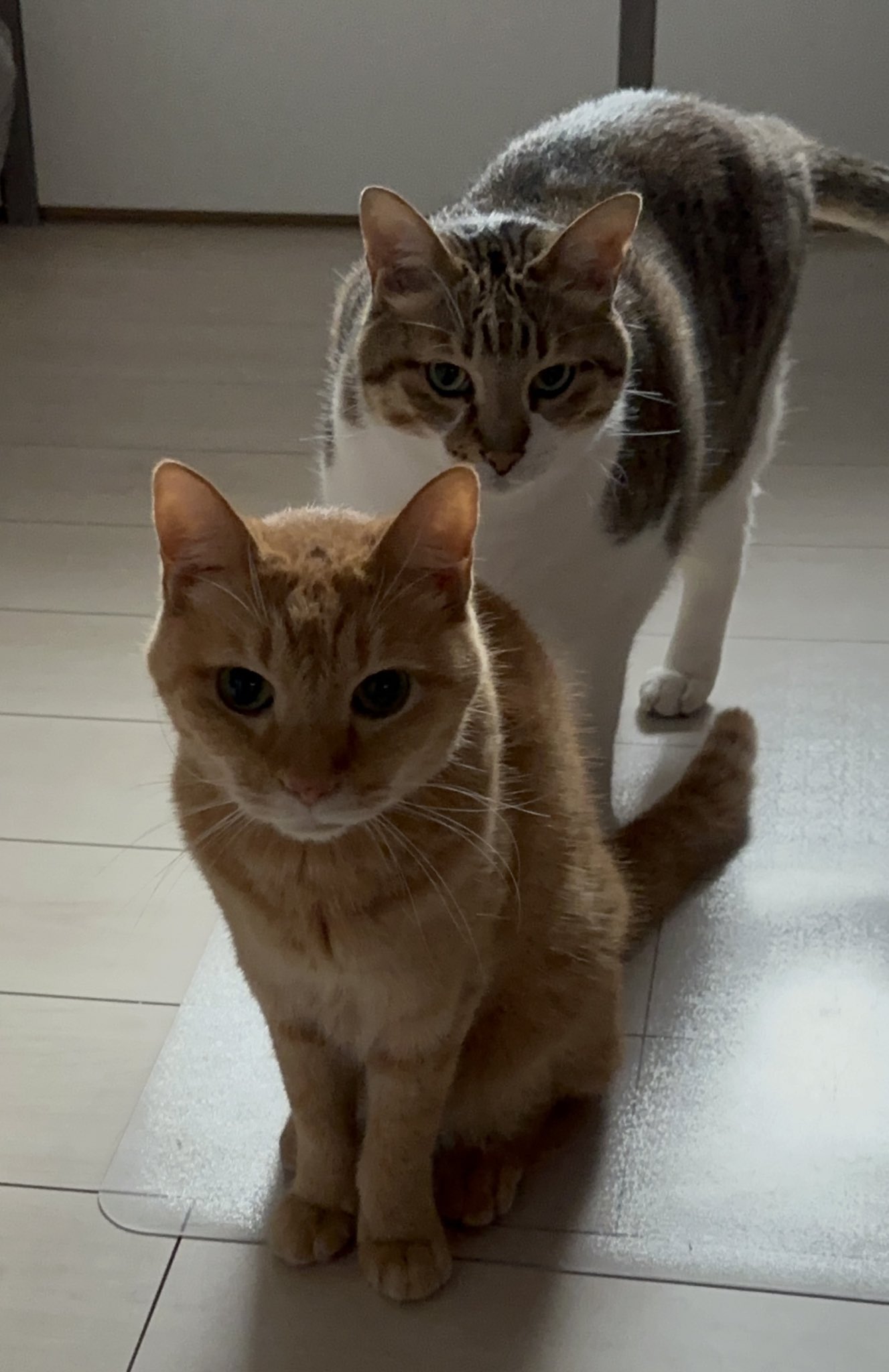 猫大好き様 リクエスト 6点 まとめ商品 ☆ちゃんねこ☆様 リクエスト 6点 まとめ商品