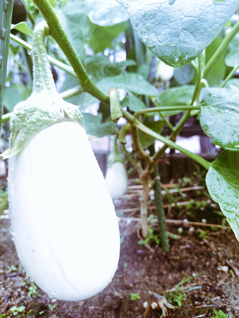 おはようおかひじき☘️
今朝の収穫🥒🍆🫑🍅
米ナスも白ナス並に木が立派なので大きい実がなります✨今回の白ナスはもう少し大きくしてみようかな
キュウリは8本🥒

現在キュウリ  166本目🥒