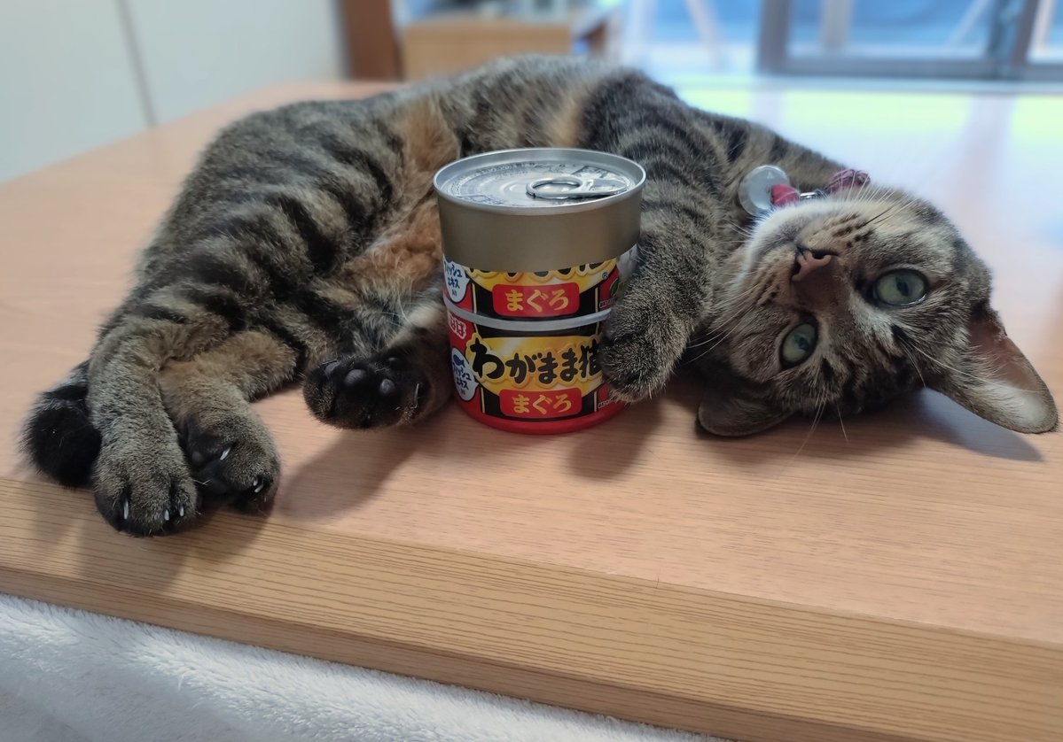 Js4zeKqmJxbnVBS's tweet image. 最近カリカリしか食べてくれなくなったランちゃんが唯一食べてくれるネコ缶、「わがまま猫」っていいます。
   
#ねこわがままだね