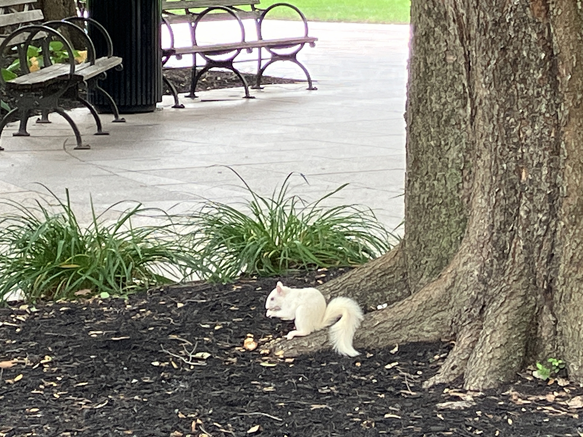 One of the squirrels in downtown Columbus