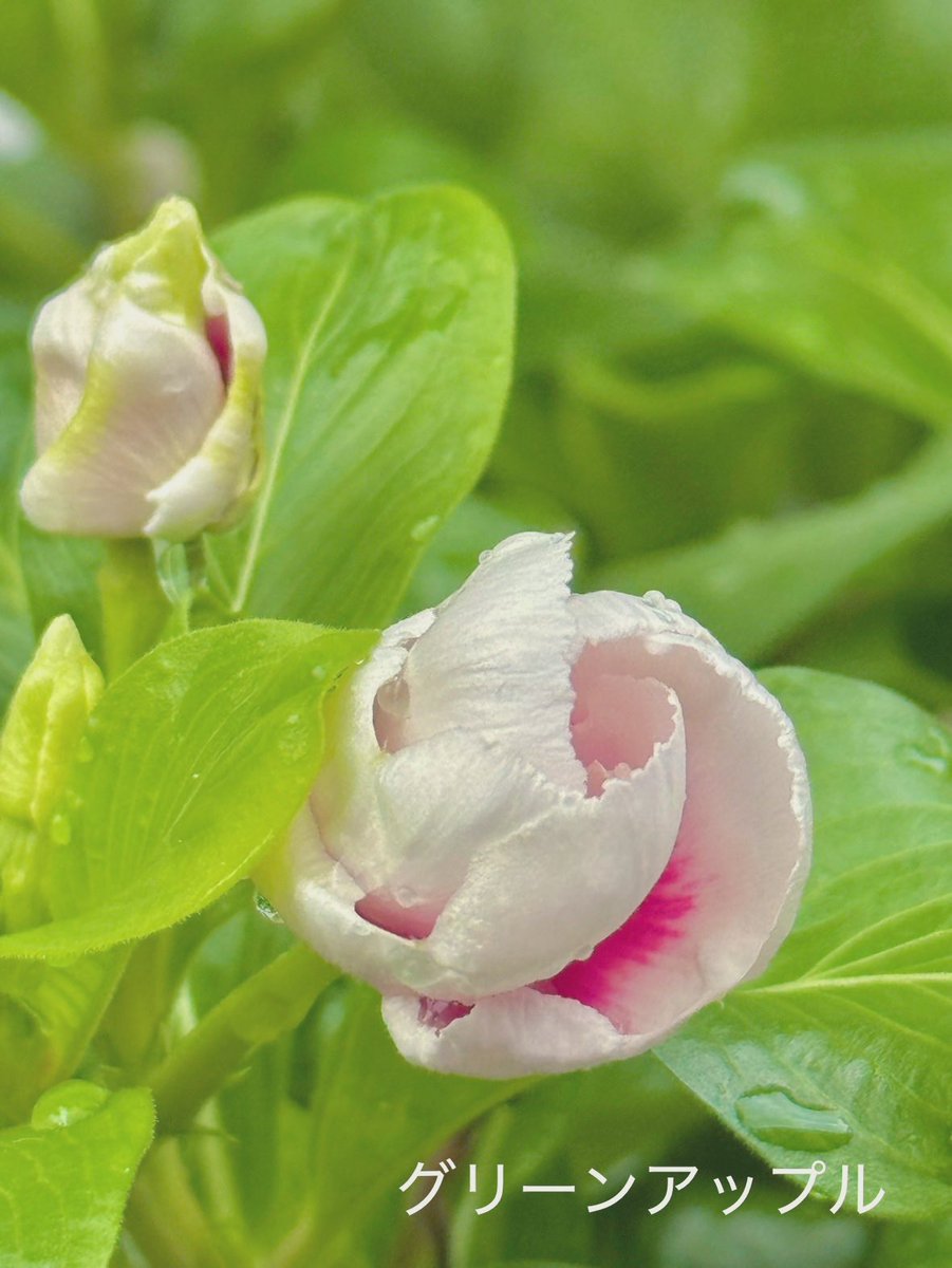 綠意家園 傳遞幸福與善念.mdk