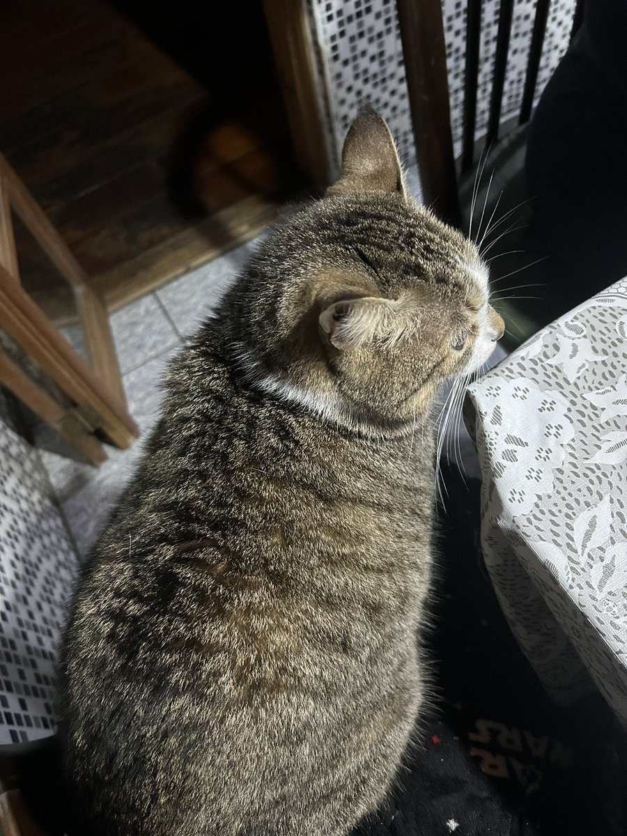 fionappleism's tweet image. começando a achar q o bart é obeso