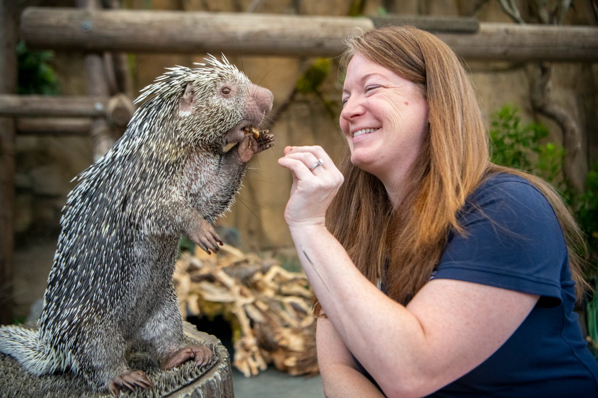 PtDefianceZoo's tweet image. Today is #NationalTattooDay. Zookeeper Erica wears her heart on her sleeve! Her tattoo of tamandua Terra’s snoot is more than just art; it’s a tribute to an animal who left a lasting impression. And Gonzo, our current tamandua, seemed to recognize the connection, giving the…