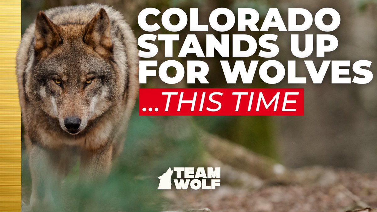 Last week, @‌COParksWildlife commissioners rejected calls to remove the Copper Creek wolf pack—despite pressure from ranchers and lawmakers.

The pack was already relocated once and needs stability if we are going to have a chance to coexist.

Join us at TeamWolf.Org .