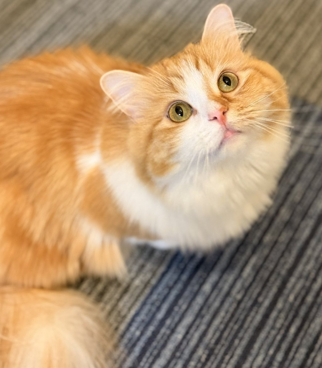 キラキラ⭐️　ひょっこり猫 カードガチャ キラキラサマーコレクション2025 ｜ Z/X