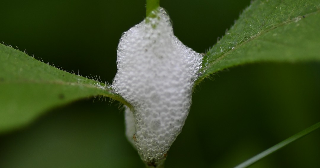 This frothy bubble isn’t human saliva — it’s the home of a spittlebug nymph! Made of plant sap, air and secretions from the insect’s abdominal glands, this bubbly shelter doesn’t harm the host plant. (Photo by Glenn Knoblock)

#Bugs #FPDWC #Insects