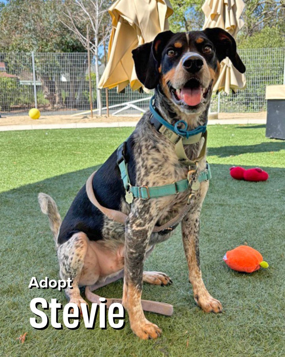In a world where every hero needs a sidekick... meet Stevie! 🌎🐾 

Like Krypto, Superman's loyal companion, Stevie is a super dog looking for a hero like you! Plus, Stevie's adoption fee has been prepaid by a generous donor! joybound.org/adopt

#krypto #kryptothesuperdog
