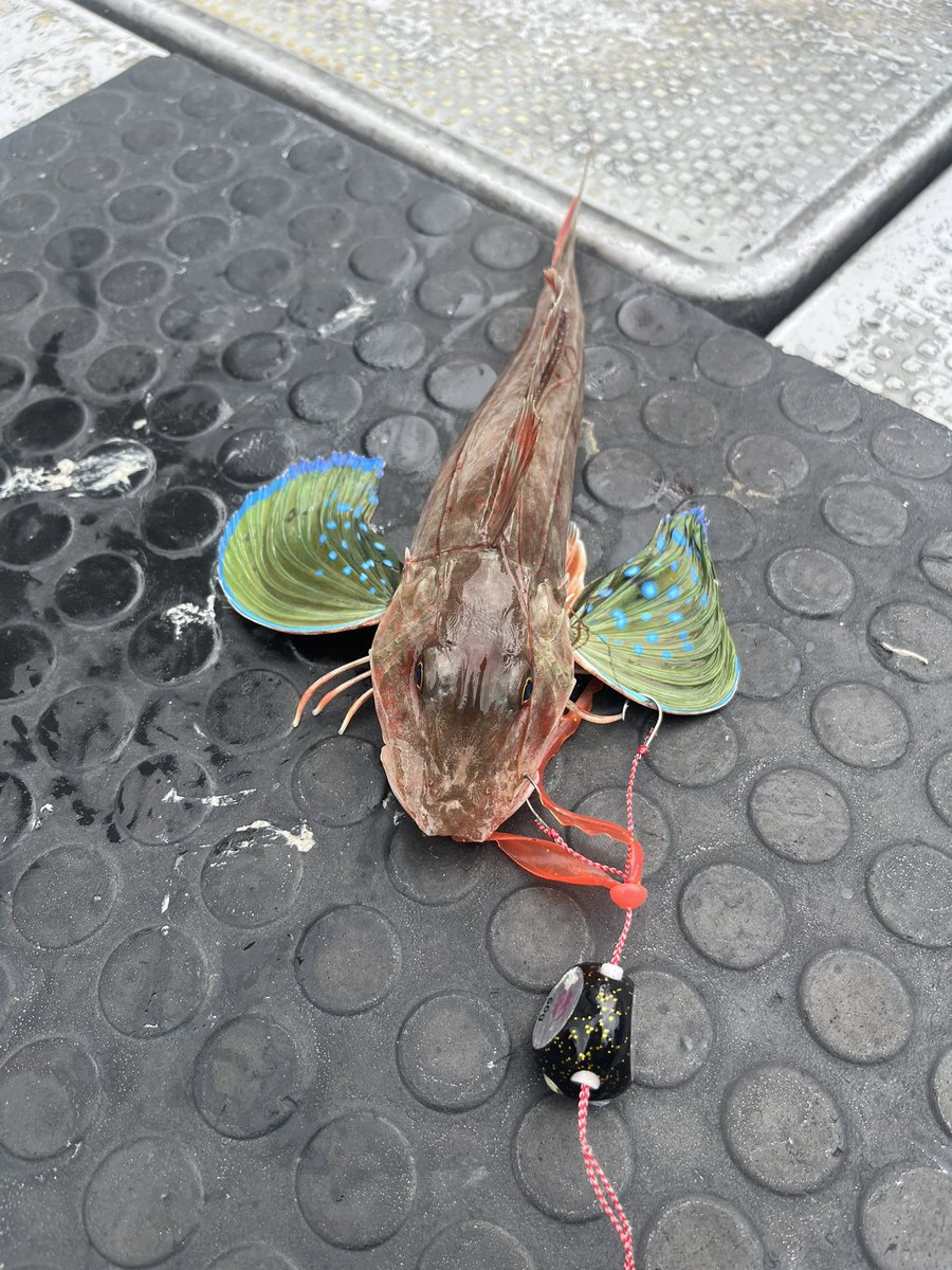 7月上旬に東京湾にてタイラバに行ってきました！！
期待とは裏腹にアタリがほぼ無い状況…
そんな状況下でも、ONES'ONのネクタイは結果を出させてくれました！！
船中8名中真鯛2枚で、その内1枚とホウボウ！！
嬉しい1枚となりました😭

<a href="/oneson/">oneson</a>.jp 
#東京湾
#タイラバ