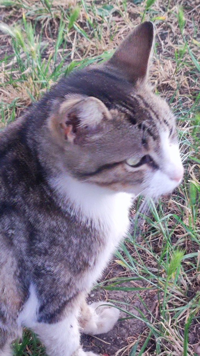 Nobody would care, but these days died our beloved cat, who lived in our yard. This is one of her last photos. Stay strong, sweetheart, in your new reincarnation.

Muslim, da neće to nikog zanimati. Ali je preminula naša najomiljena dvorišna mačka. Neka ti anđeli sačuvaju.
