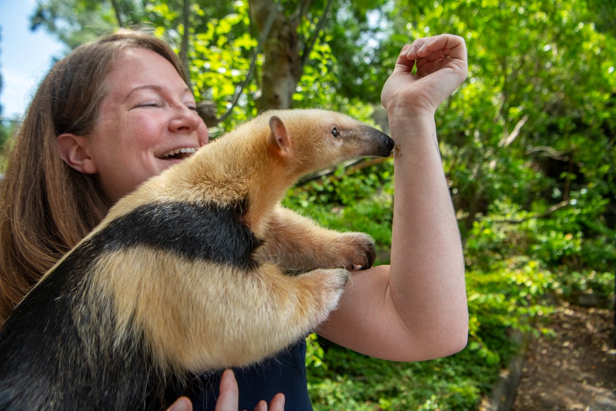 PtDefianceZoo's tweet image. Today is #NationalTattooDay. Zookeeper Erica wears her heart on her sleeve! Her tattoo of tamandua Terra’s snoot is more than just art; it’s a tribute to an animal who left a lasting impression. And Gonzo, our current tamandua, seemed to recognize the connection, giving the…