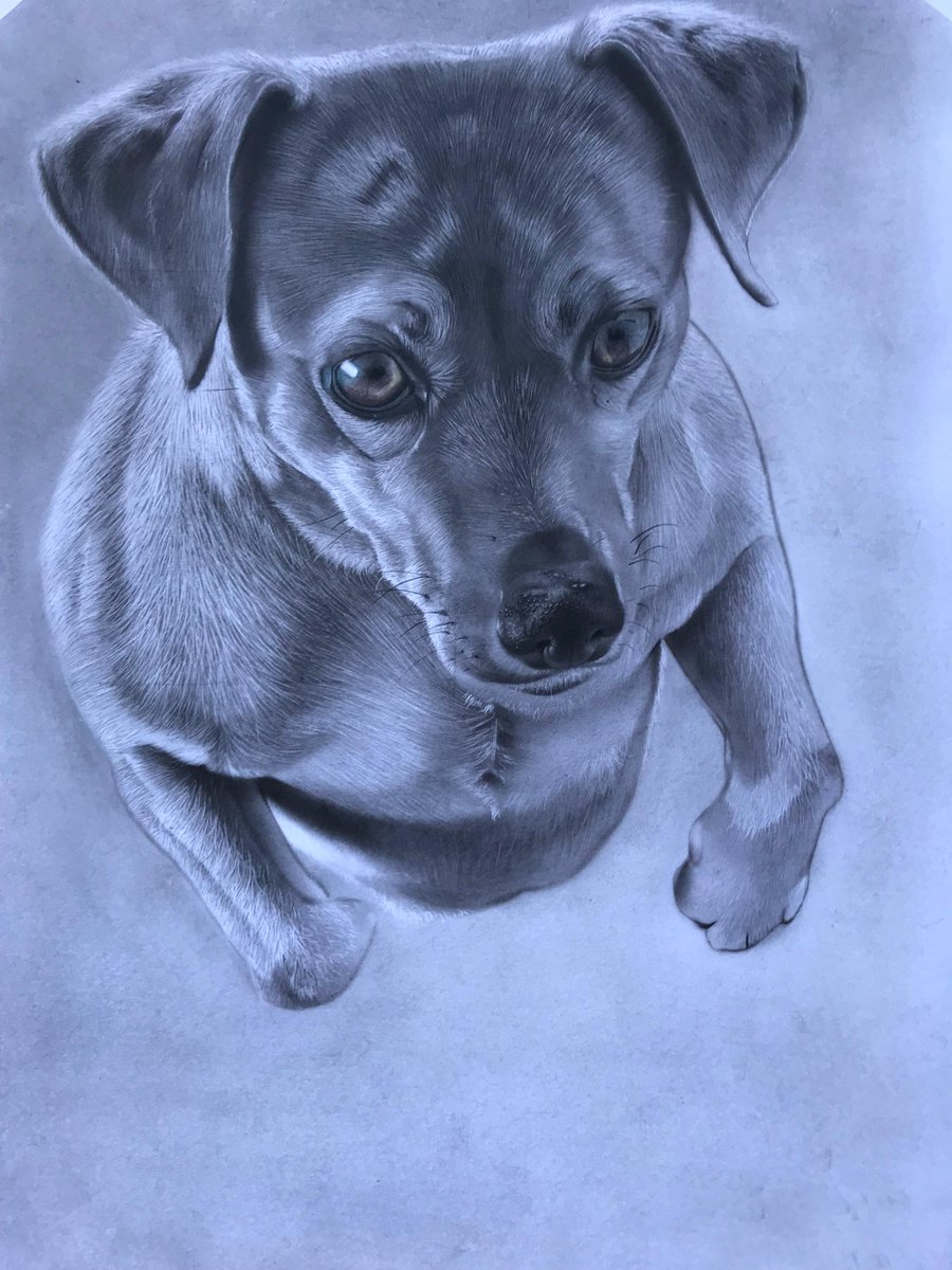 SainiBlessed's tweet photo. @ameerhussain @grok i would love to do a drawing of either @ameerhussain or his pet @grok https://t.co/3l2oOQ2fpK