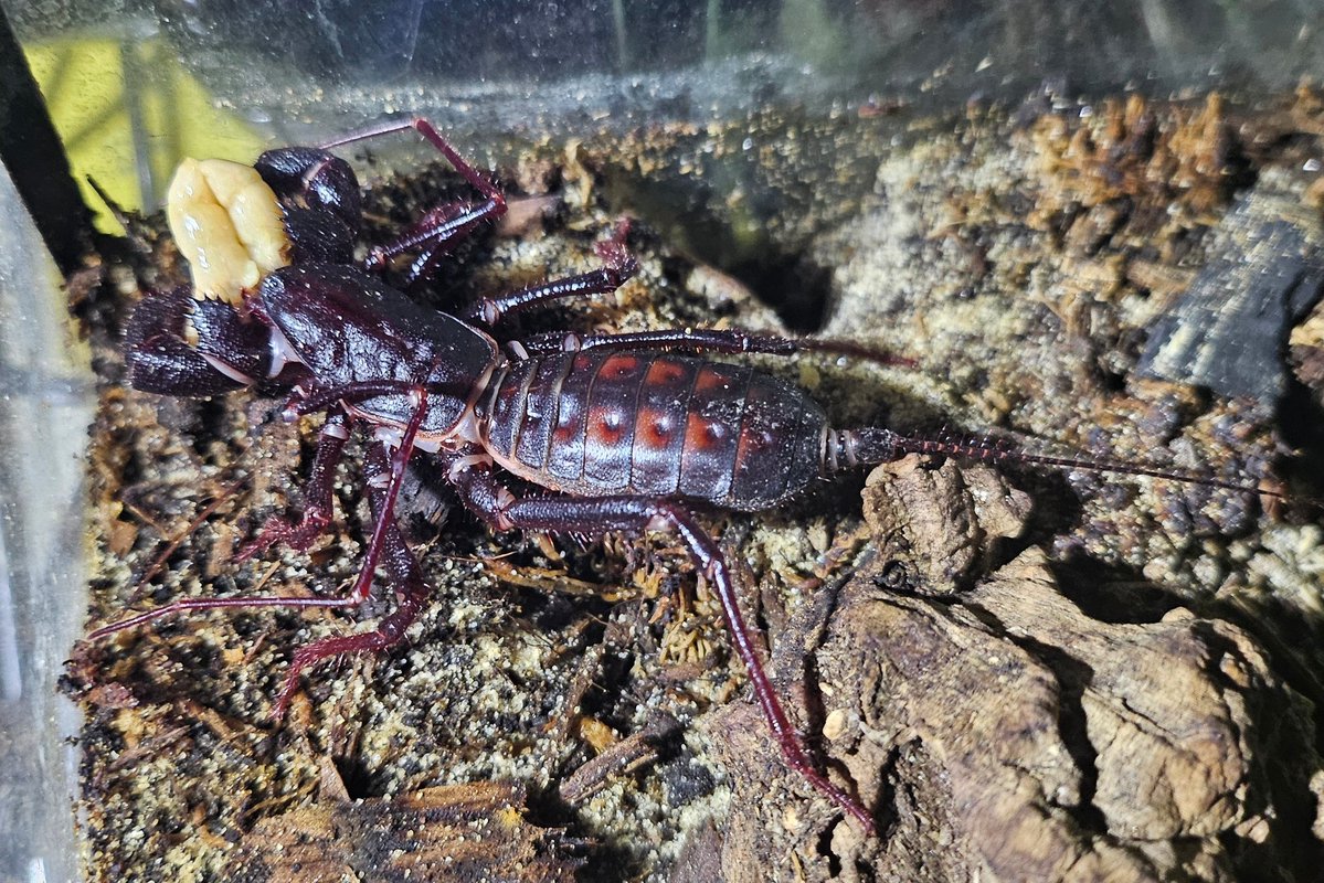 plushypuppy's tweet image. After over 150 days, my beloved vinegaroon, Velvet, has finally emerged, and oh my god. She&apos;s so beautiful, and I missed her so much I might have cried a little bit. 😭    

I can&apos;t get over how red she is now! The burgundy and chestnut coloration is everything.