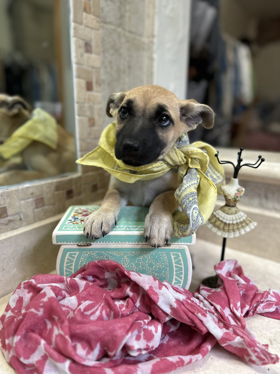 Ahí van, razones para adoptar a Nadine:

1. Es muy tierna. Le gusta explorar pero lo hace con cautela. Ha crecido con sus hermanxs y 🐶 grandes asi que tiene muy buena personalidad

2. Tiene unas orejas largas hermosas que le dan un montón de personalidad