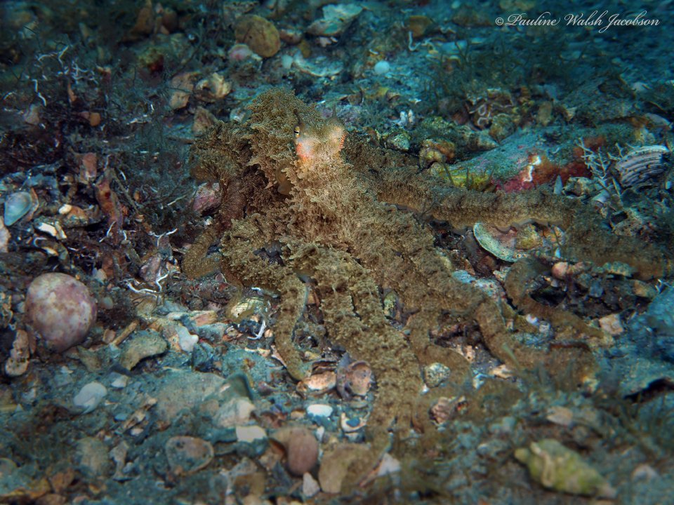 CephalopodToday's tweet image. "What do we call this octopus species? We found it in the Atlantic and has long arms."
"I have an idea."
🐙📷Pauline Walsh Jacobson (inaturalist.ca/observations/1…)