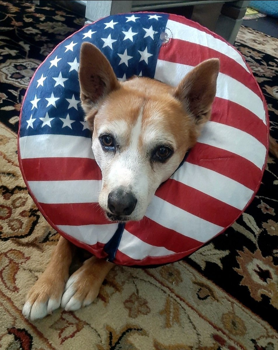 EltonSherrif's tweet image. Furiends, it's my very own Gotcha Day, six years ago I adopted my mum & my dad. Ever since, we pawfect family😁Please wish I long life & good health to continue da journey. Much obliged🙏🖐🐾🚔🐺💞@dogsoftwitter @DOGSOFTWITTER @rescuedogs @gotchaday