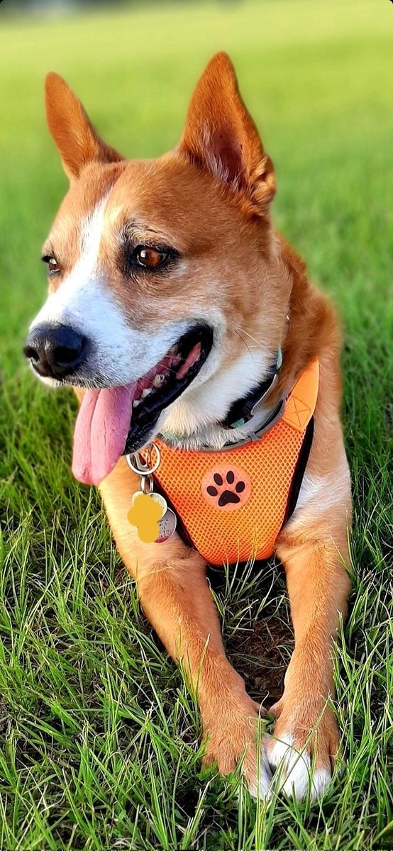 EltonSherrif's tweet image. Furiends, it's my very own Gotcha Day, six years ago I adopted my mum & my dad. Ever since, we pawfect family😁Please wish I long life & good health to continue da journey. Much obliged🙏🖐🐾🚔🐺💞@dogsoftwitter @DOGSOFTWITTER @rescuedogs @gotchaday
