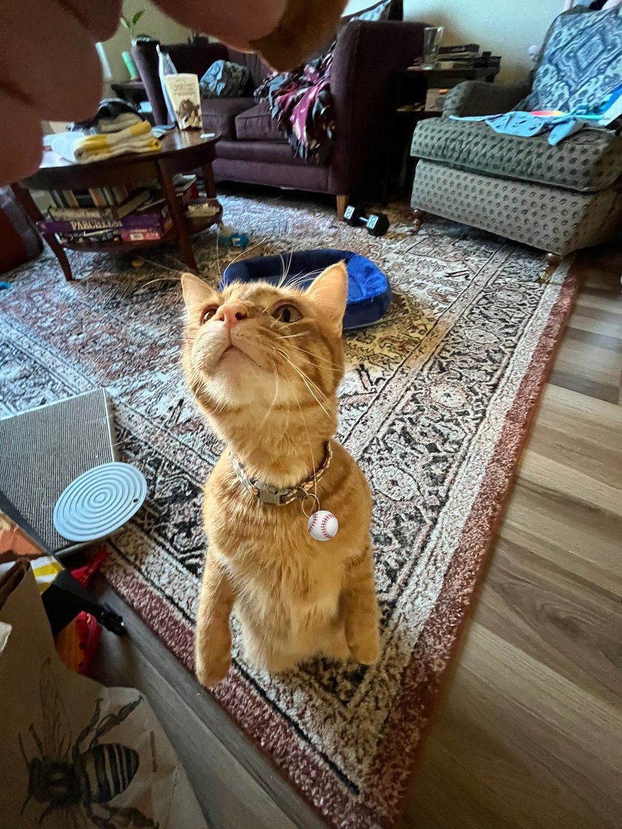 9mmChallahPoint's tweet photo. おやつください　＼( 'ω')／　

#猫のいる幸せ  #ヒゲ　#食べたい　#トラ猫　#orangecat https://t.co/LJDRqGUMpd
