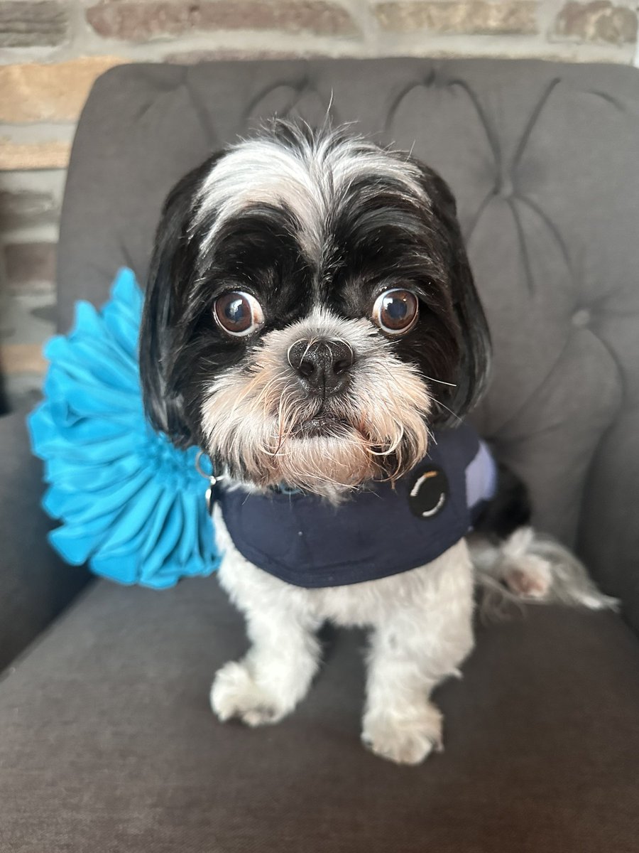 irishlakehouse's tweet image. thearrogant_shih_tzu this was my poor pup last night Wearing his thunder jacket and waiting for the storm to pass like a brave little champ ... Anyone else pets freaking out with all these storms lately.. 
#ThunderBuddy