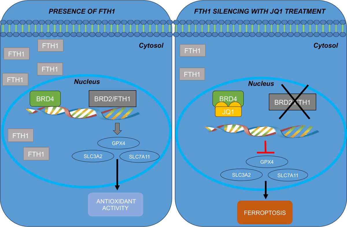 Pulmonary Cell News (@pulmonary_news) on Twitter photo βοΈ Researchers suggest that H ferritin subunit silencing can be an effective anti-tumor strategy to enhance the activity of JQ1, BET bromodomain inhibitor, acting to overcome the chemotherapy resistance in more aggressive #NSCLC. <a href="/UMG_Tweet/">UniversitΓ degli Studi Magna Graecia di Catanzaro</a>
bit.ly/44E4EeN βοΈ Researchers suggest that H ferritin subunit silencing can be an effective anti-tumor strategy to enhance the activity of JQ1, BET bromodomain inhibitor, acting to overcome the chemotherapy resistance in more aggressive #NSCLC. <a href="/UMG_Tweet/">UniversitΓ degli Studi Magna Graecia di Catanzaro</a>
bit.ly/44E4EeN