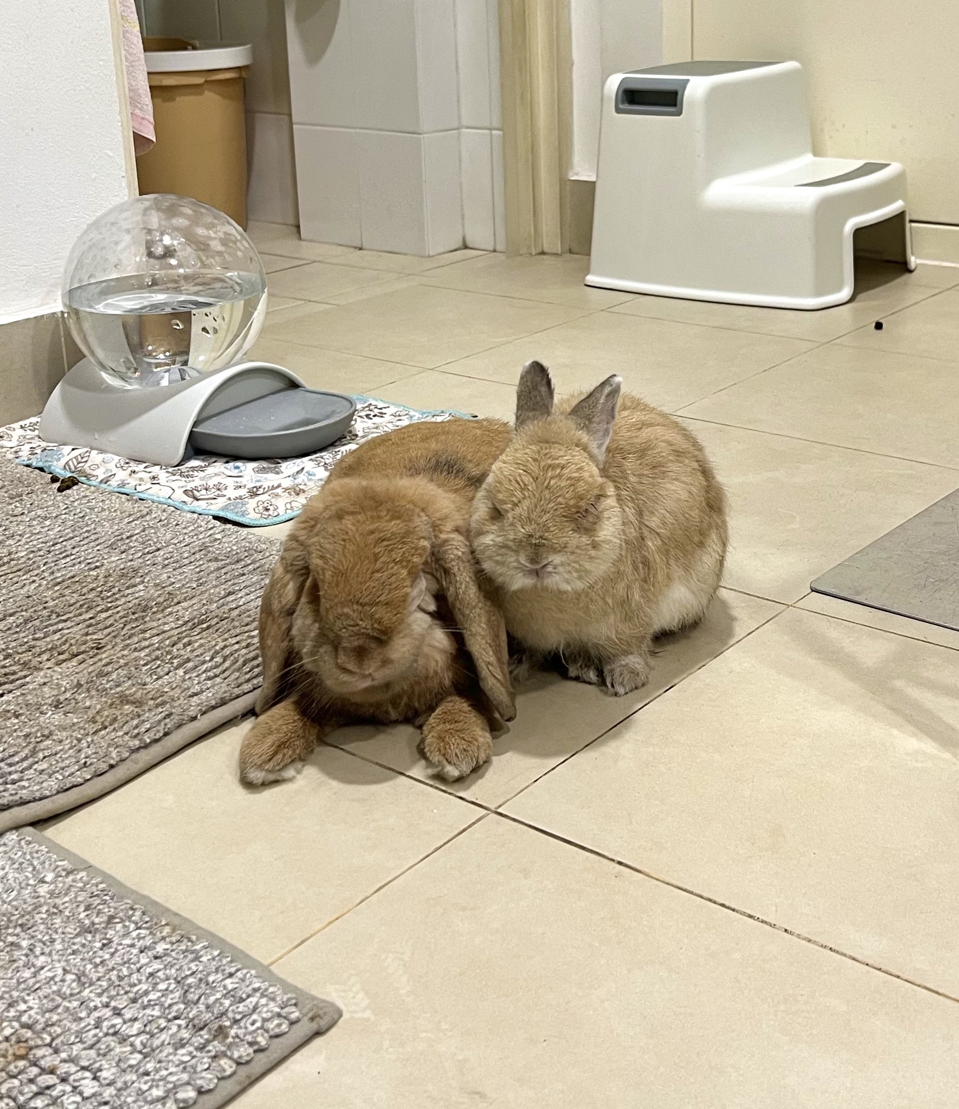 おれんじうさぎです。 うさぎのオレンジ 🍊✨ on X: 