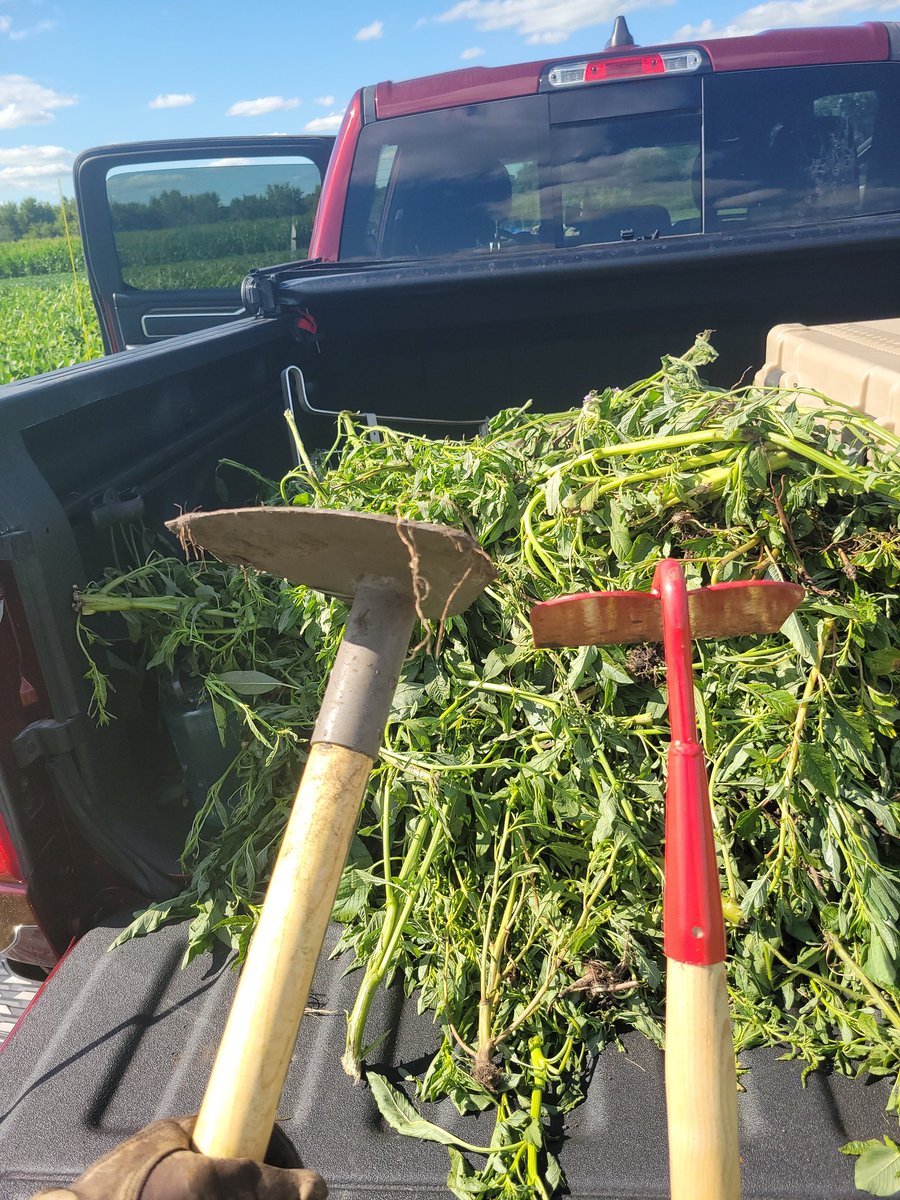 As a tech rep in Ag, I still spend an inordinate amount of my time hoeing plots.  My Ph.D. just means the waterhemp is Piled Higher and Deeper. FYi there is a difference in hoe quality. One makes you work, and the other makes work happen.