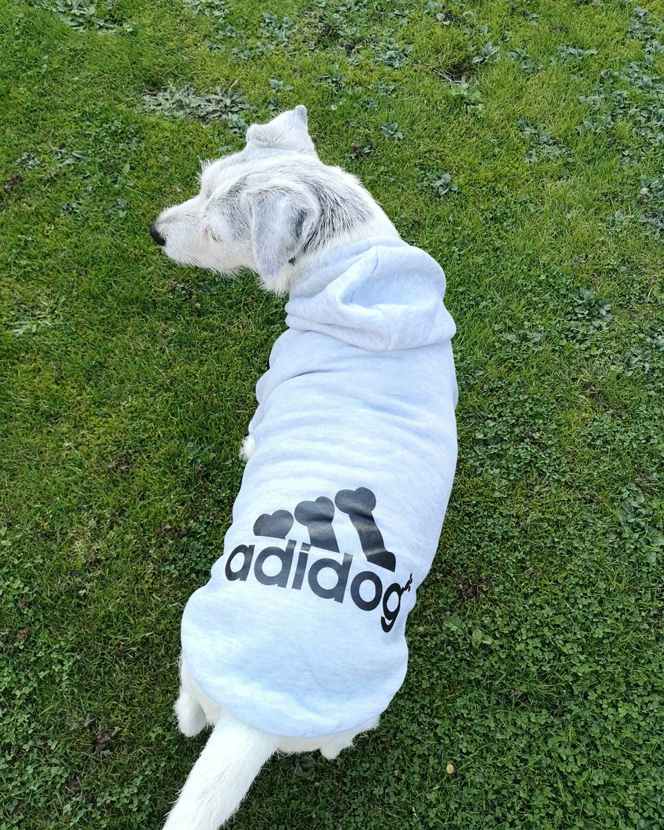 SeanWard86's tweet photo. #adidog #alfie https://t.co/3o03ibYXcr