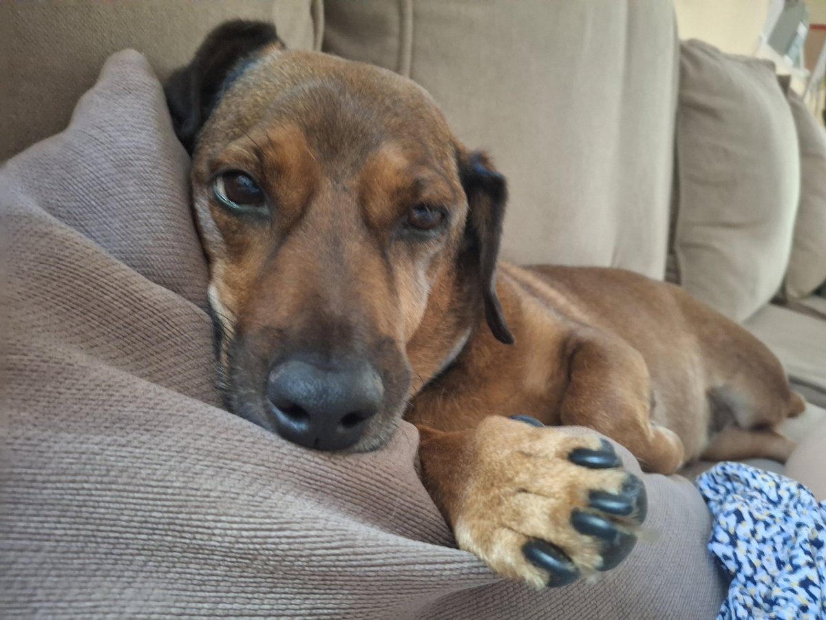 Alicia Almárcegui Elduayen (@aalmarcegui) on Twitter photo Caballero de marrón sobre sofá ocre. Caballero de marrón sobre sofá ocre.
