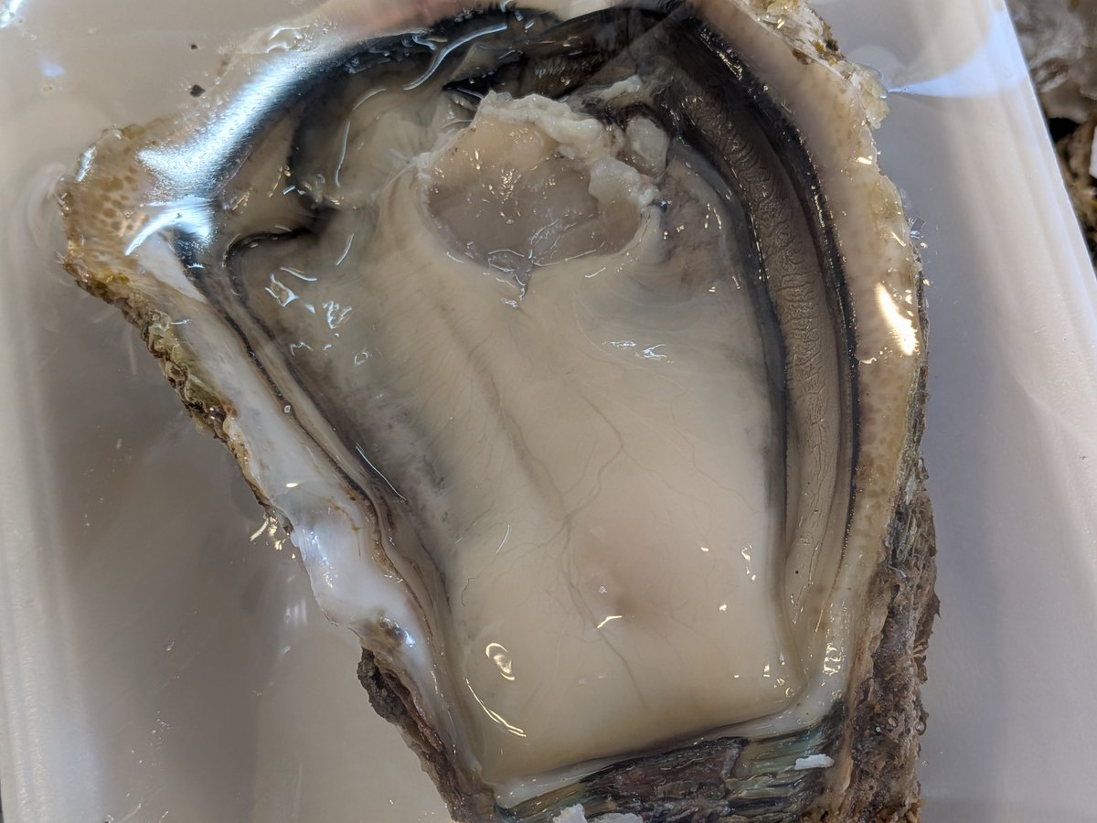 uokeioarai's tweet image. おはようございます、魚結です✨
今日のおすすめは、秋田産天然岩ガキ一つ500円‼️(殻外し致します。)
生食、カキフライ、焼きカキ等で大変美味しい旬の貝です🐚
(お電話でのご注文承っております。)
よろしくお願い致します🙇
#岩ガキ #魚好きと繋がりたい #カキ好きと繋がりたい #大洗