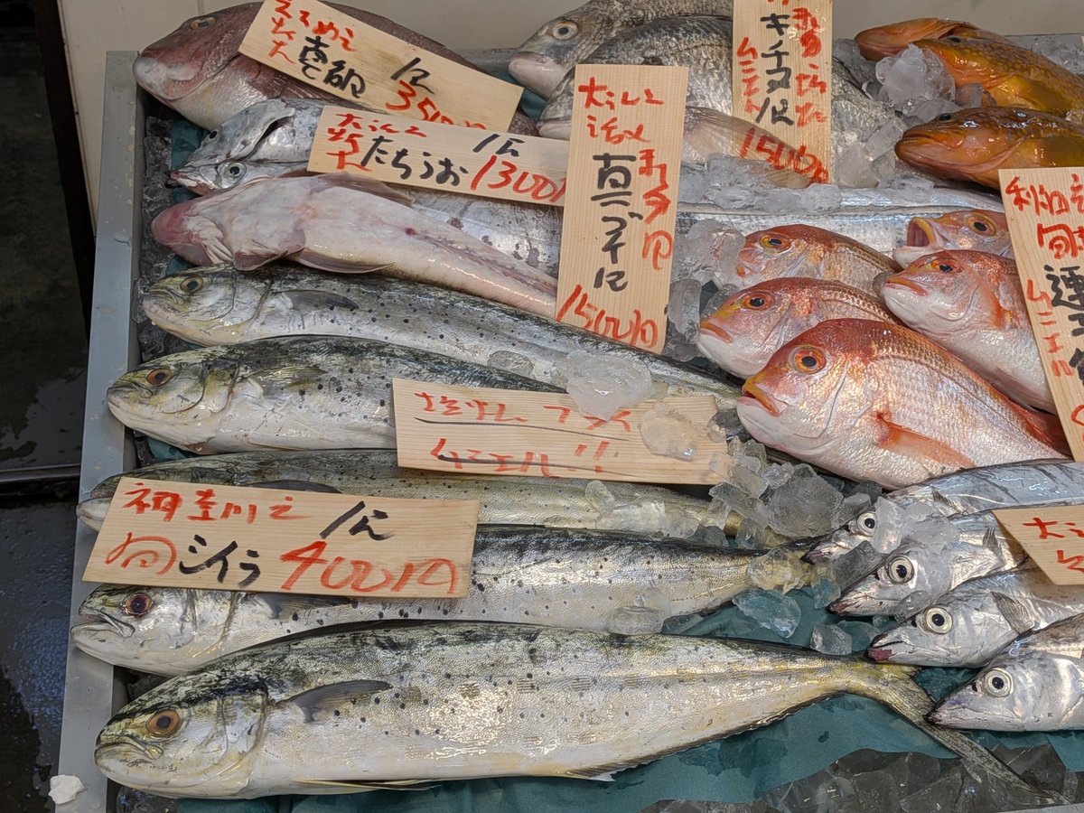 uokeioarai's tweet image. おはようございます、魚結です✨
今日のおすすめは、秋田産天然岩ガキ一つ500円‼️(殻外し致します。)
生食、カキフライ、焼きカキ等で大変美味しい旬の貝です🐚
(お電話でのご注文承っております。)
よろしくお願い致します🙇
#岩ガキ #魚好きと繋がりたい #カキ好きと繋がりたい #大洗