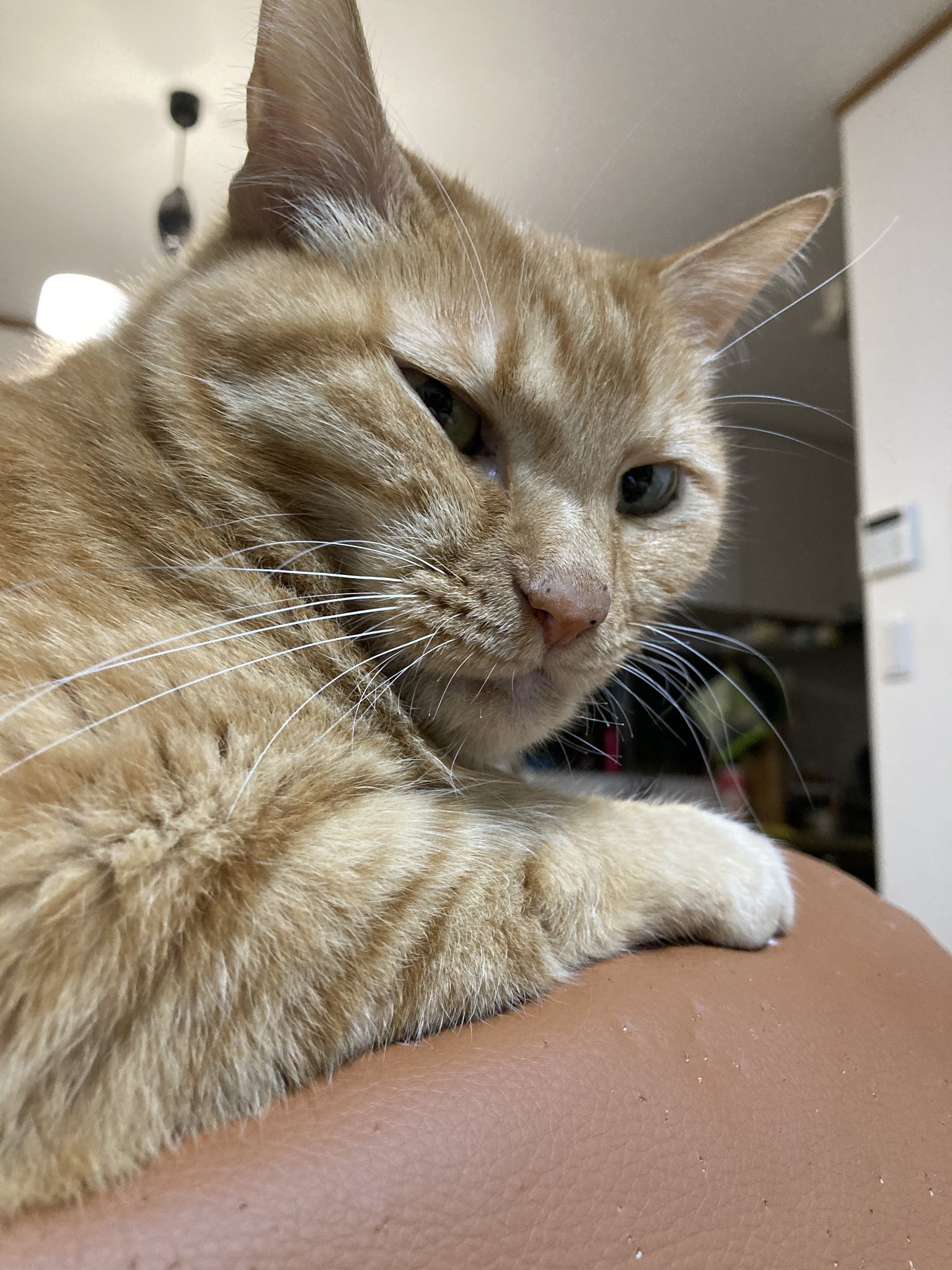 ねこ backend=imagemagick;version=1;