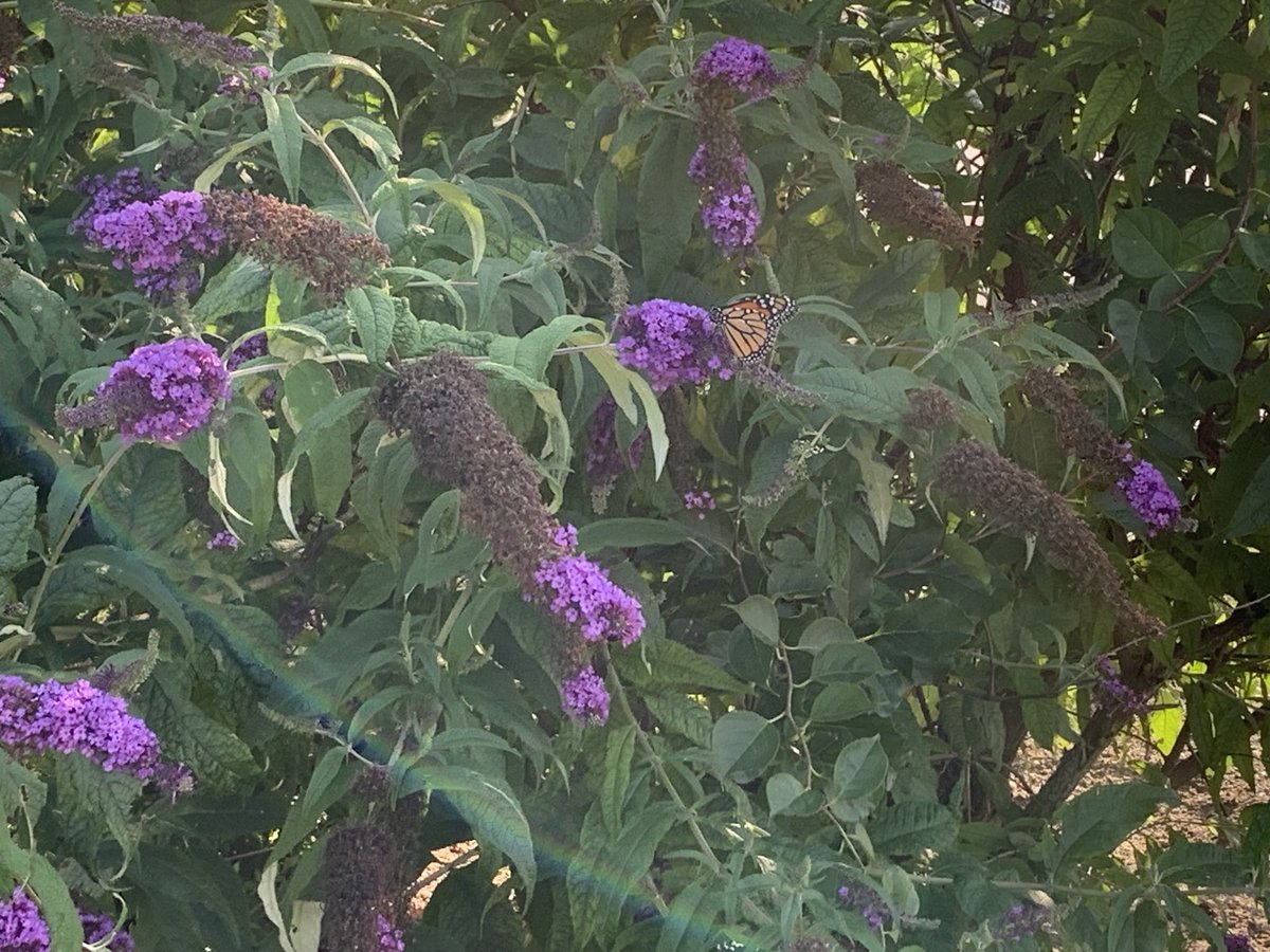 TheMichaelShore's tweet image. First #MonarchButterfly of the season has alighted on our butterfly bush - one day earlier than last year. My joy at sighting this #EndangeredSpecies is tempered by the timing, likeky influenced by global warming.