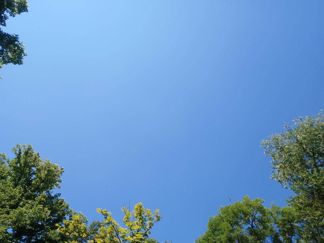 BluXque's tweet image. Ieri ho visto le rondini nel cielo