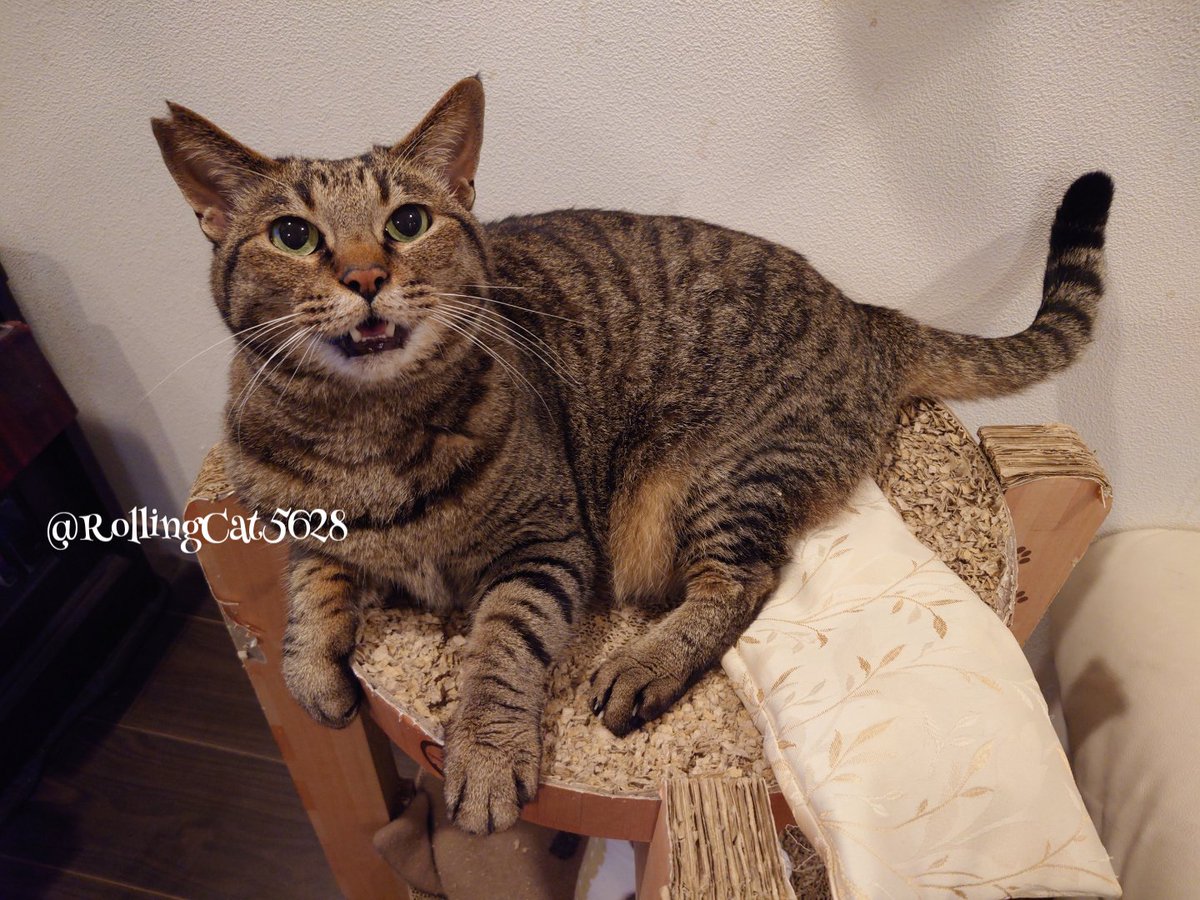 RollingCat5628's tweet photo. この爪とぎに跳び乗る時に足を踏み外したことを誤魔化す関ちゃん https://t.co/INjLlUNKIU
