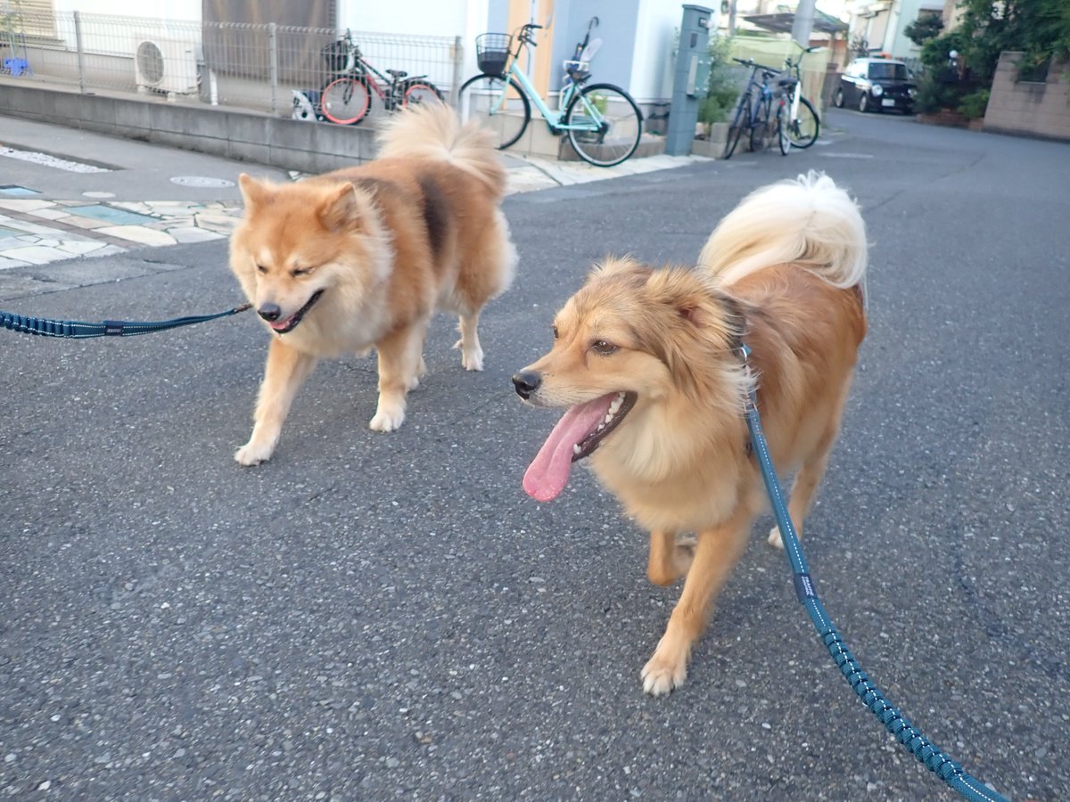 monaka_no_onaka's tweet image. 