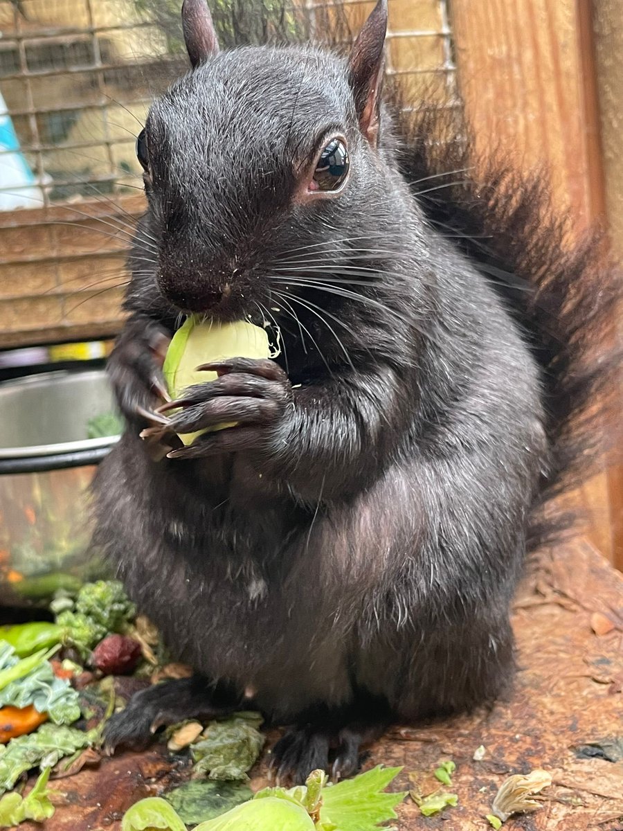 AllumPaul's tweet image. Have been out picking cobnuts today yes Ruben we have cracked some for you 🖤🩶🐿️🐿️🐿️🐿️ hitchinsquirrelrescue.co.uk