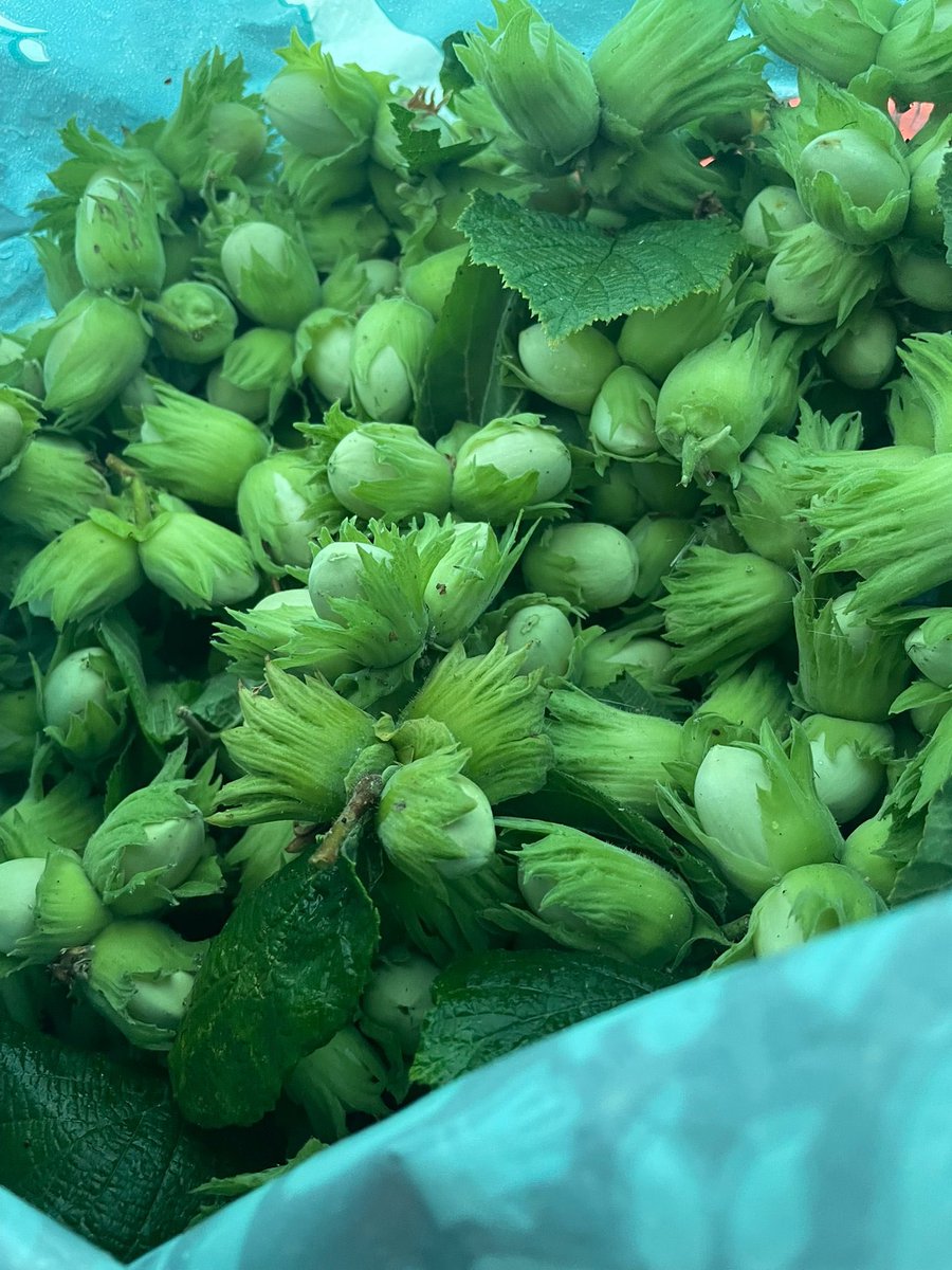 AllumPaul's tweet image. Have been out picking cobnuts today yes Ruben we have cracked some for you 🖤🩶🐿️🐿️🐿️🐿️ hitchinsquirrelrescue.co.uk