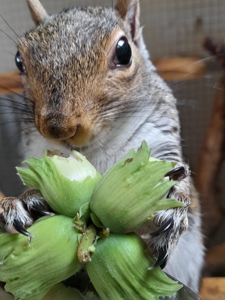AllumPaul's tweet image. Have been out picking cobnuts today yes Ruben we have cracked some for you 🖤🩶🐿️🐿️🐿️🐿️ hitchinsquirrelrescue.co.uk