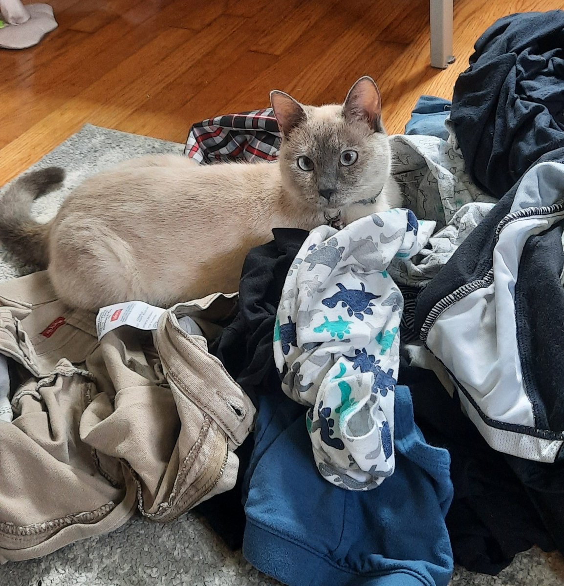 splangetti's tweet image. Our beautiful cat is being a grade-A terror.