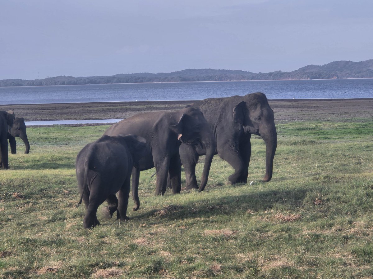 BlaiseOutdoor's tweet image. An afternoon elephant 🐘 safari before checking into our accommodation for the next two nights. Tomorrow morning we're up early to climb Sigiriya Rock Fortress.
