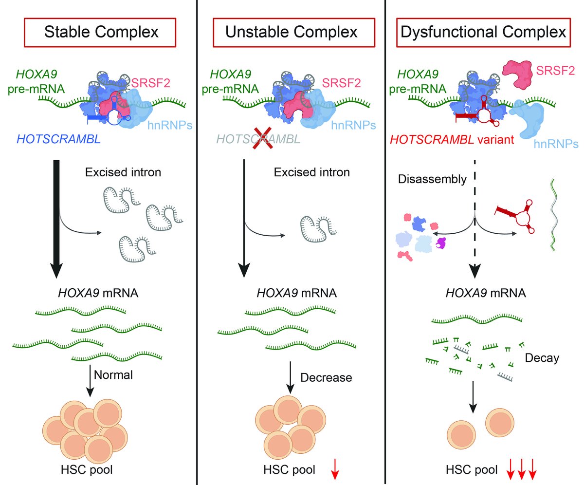 Delighted to have our preprint led by <a href="/lvchosen1/">Peng Lyu</a> up: Genetic variation reveals a homeotic long noncoding RNA that modulates human hematopoietic stem cells
biorxiv.org/content/10.110…

🧵 below ...