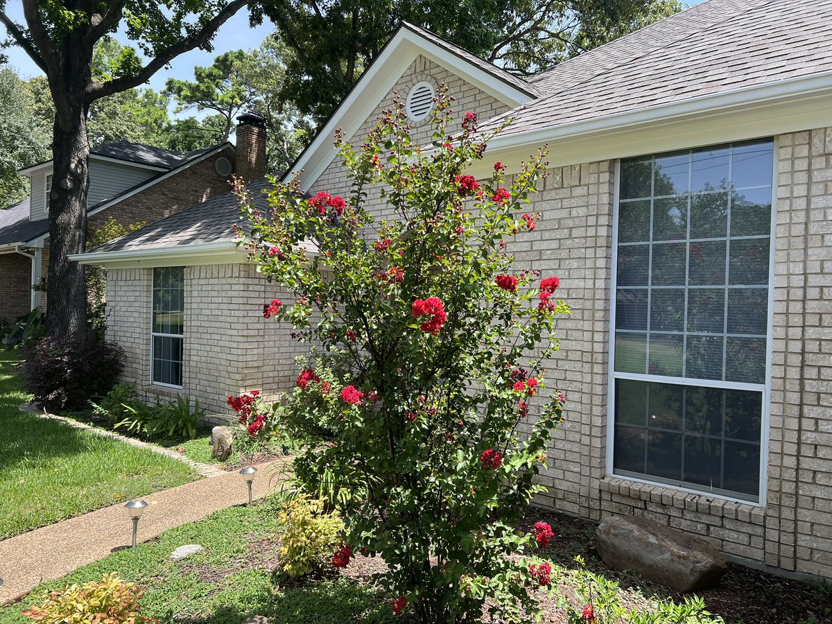 Crepe Mirtle finally blooming Red when I put my lake home for sale. 😄