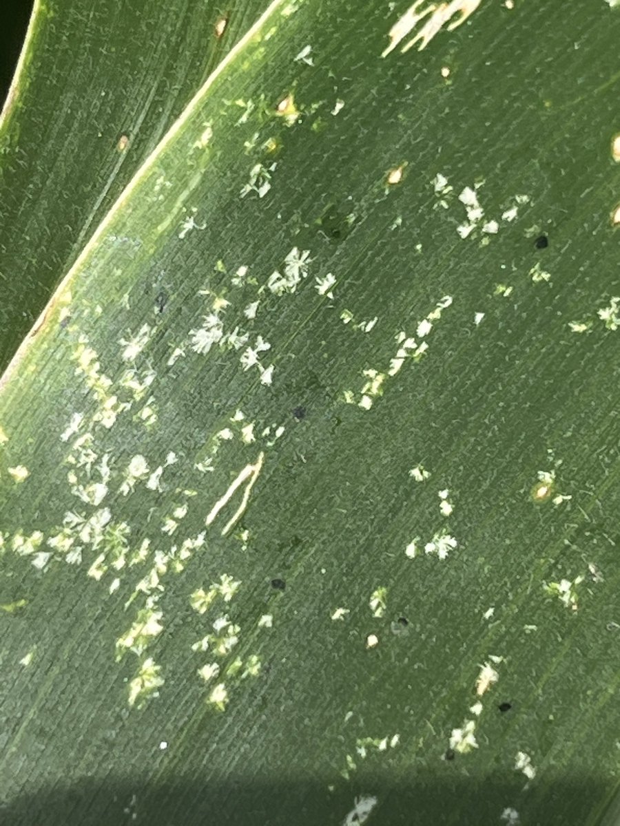 baldpathologist's tweet image. Because I’m walking plots today…..be mindful, there is plenty of “poop spot” (the black spots in the pics) on corn this year in MS. Two things to know: 1) this isn’t tar spot, and 2) fungicides don’t protect you from poop spot #mscrops