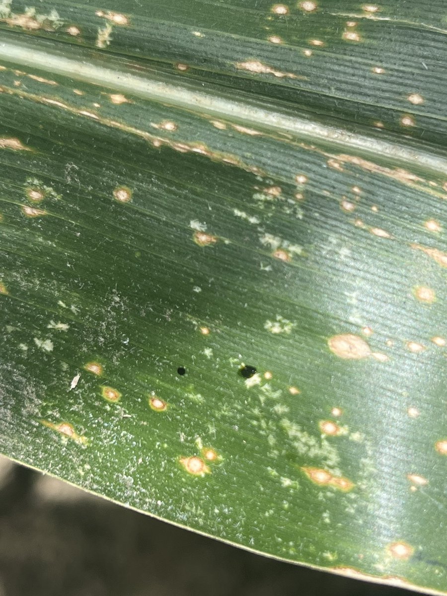baldpathologist's tweet image. Because I’m walking plots today…..be mindful, there is plenty of “poop spot” (the black spots in the pics) on corn this year in MS. Two things to know: 1) this isn’t tar spot, and 2) fungicides don’t protect you from poop spot #mscrops