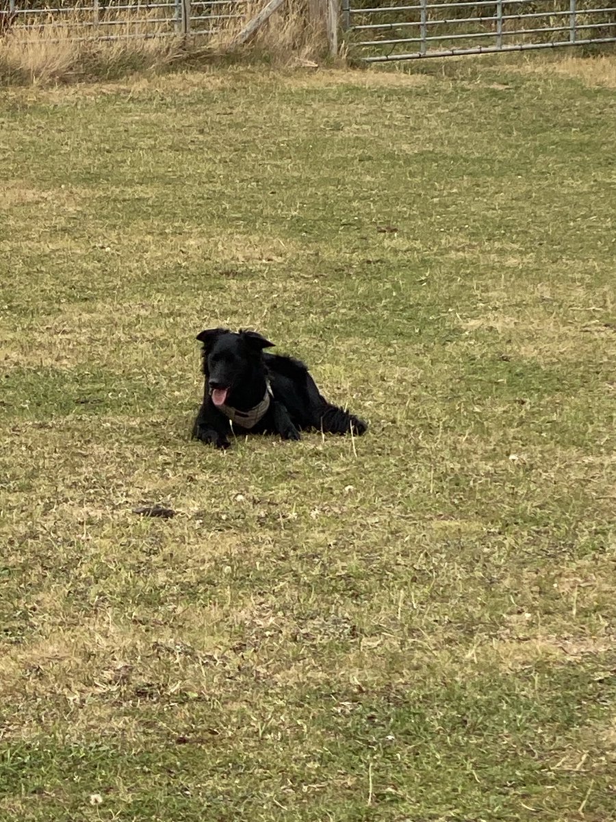 Nemo has been helping with a bit of field maintenance and is having a quick  rest before his next job.