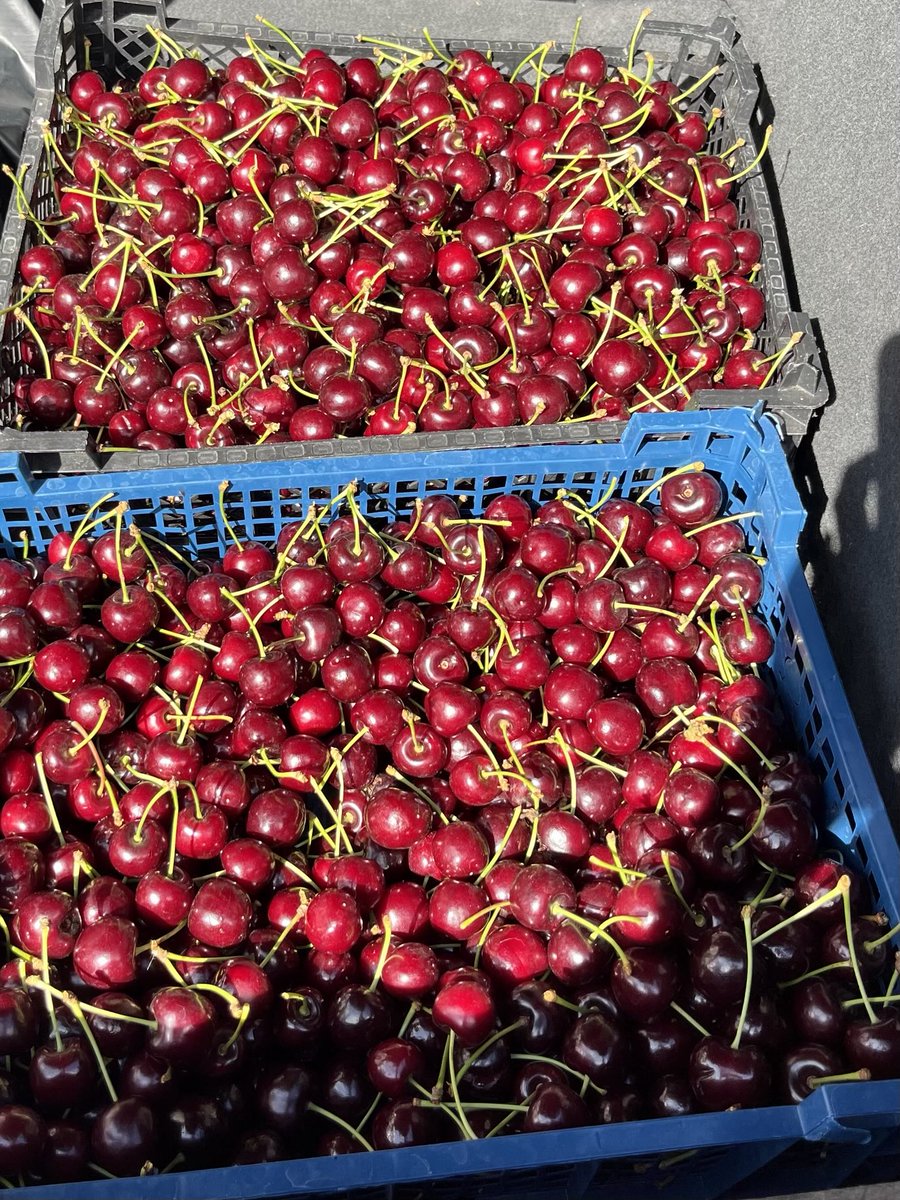 1940Andy's tweet image. Cherries, anyone? Just some of this year’s extensive harvest. Lots still on the tree, and freezer space exhausted for the those being stoned and frozen. I think some just won’t get harvested this season due to time and space constraints 🙁