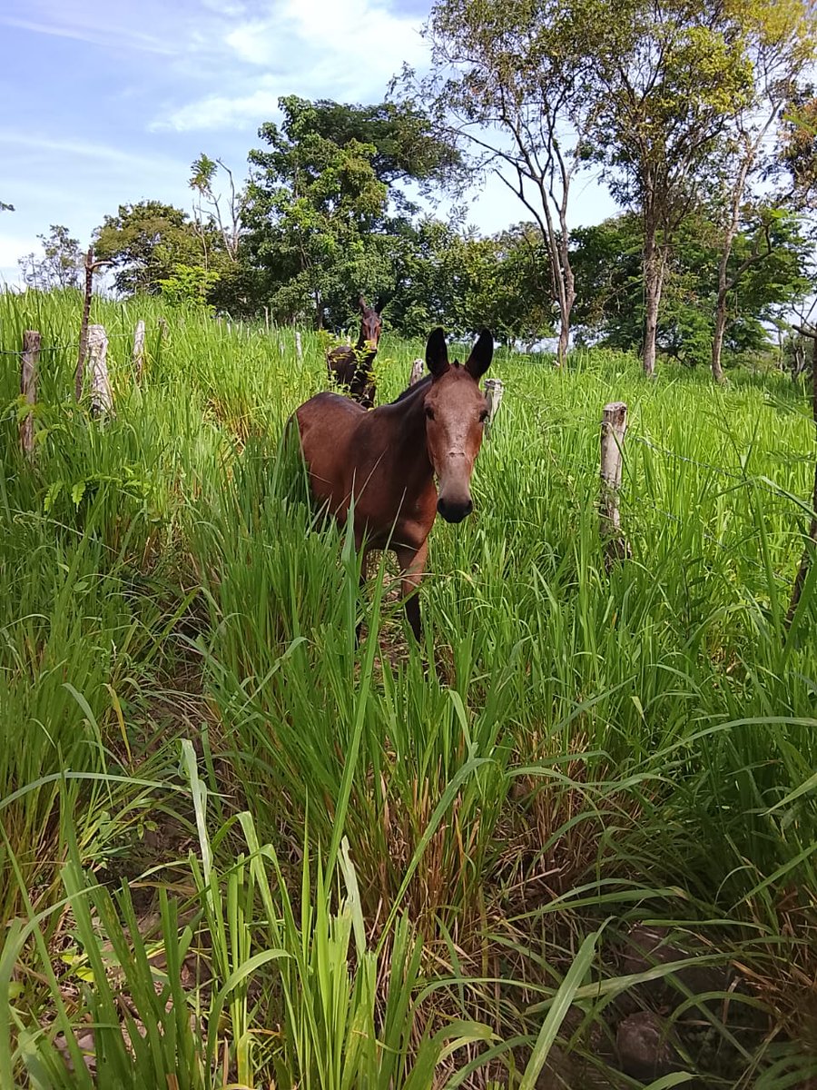 Acá seguimos convencidos que la tierra es para producir comida, que  tener un caballo y 40 vacas en 1.000 hectáreas es una afrenta contra la humanidad.