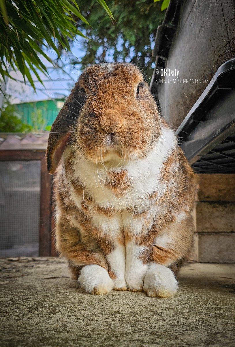 obdsity's tweet photo. Yoshon would like to politely let the #EarThief know that she's still Bunada's Topmodel, even without her Antenna 😩

#StopTheEarThief #DailyYoshon #EarTheftThursday https://t.co/fAFNsA7aYL